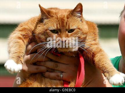 Fat cat looking for new home Stock Photo