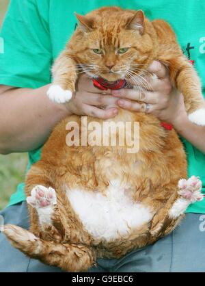 Garfield, a monster moggy who weighs in at a huge 14lbs, relaxes in the arms of shelter worker Annika Lough, 27, at the Longbenton cat and dog shelter in Newcastle after being found as a stray in the Durham area. Stock Photo