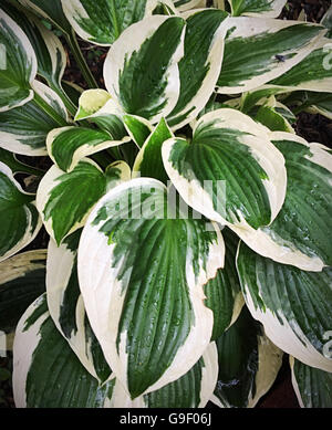 Hosta Leaves Stock Photo