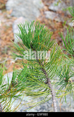 Branch tip of a Red Pine (Pinus resinosa) in December Stock Photo - Alamy