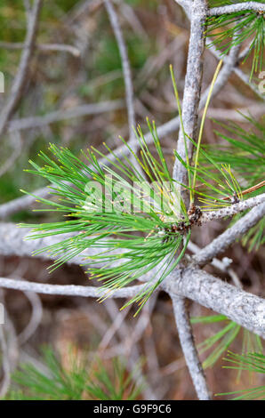 Branch tip of a Red Pine (Pinus resinosa) in December. Stock Photo