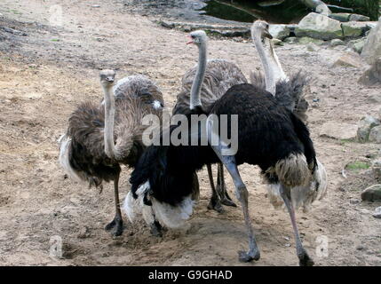 Male African Common Ostrich (Struthio camelus) both courting and chasing  two female ostriches Stock Photo