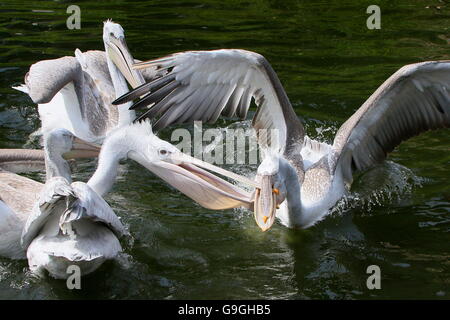 Feisty Eurasian Dalmatian pelicans ( Pelecanus crispus) squabbling over a fish. Stock Photo