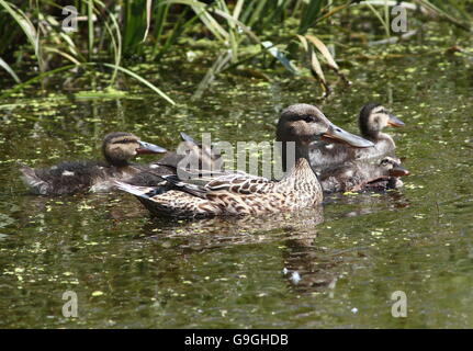 Female Northern Shoveler duck (Anas clypeata) swimming with her baby ducklings Stock Photo
