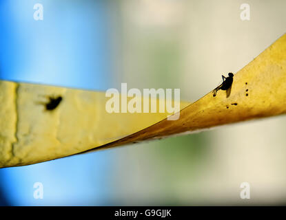 Flies on a sticky fly trap. Stock Photo