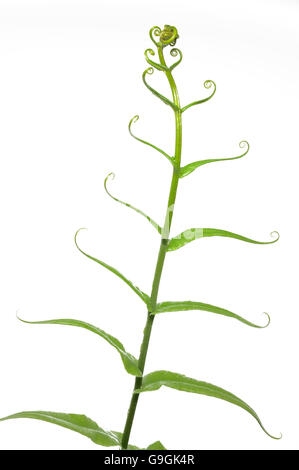 Green fern isolated on white background Stock Photo