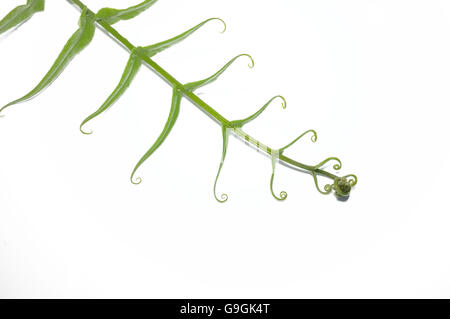 Green fern isolated on white background Stock Photo