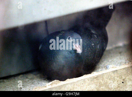 One of the pigeons nesting above the public entrance to the Scottish parliament in Edinburgh. Stock Photo