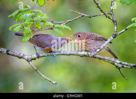 European Robin parent feeding his youngster in a tree.  The background is a natural green. Stock Photo