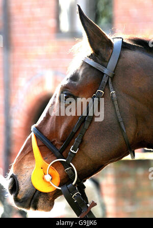 Kauto Star at Manor Farm Stables, Ditcheat, Shepton Mallet, Somerset. Stock Photo
