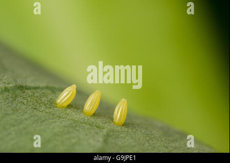 Cabbage white butterfly eggs  on broccoli Stock Photo