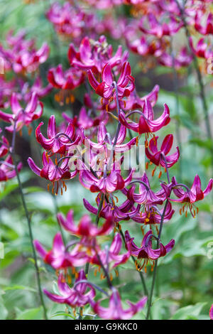 Turk's cap lily , Lilium martagon 'Marhan' Lily, Lilies Stock Photo