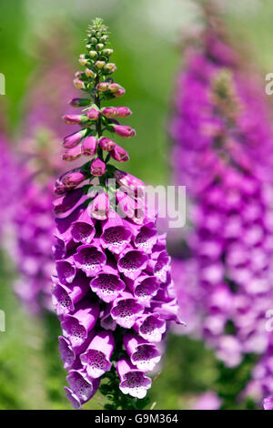 Purple Foxglove, Digitalis purpurea garden flowers Stock Photo