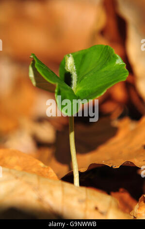 European Beech, seedling, Hunsrueck-Hochwald National Park, Rhineland-Palatinate,  Germany Stock Photo