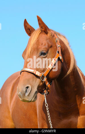 American Quarter Horse, gelding / sorrell, halter Stock Photo