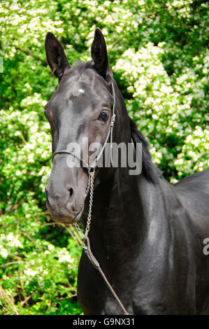 Akhal-Teke, stallion Stock Photo
