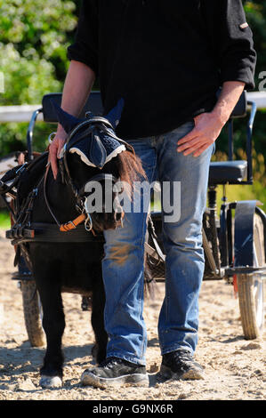 Miniature Shetland Pony, Horse Driving / single horses, breastcollar harness, driver Stock Photo