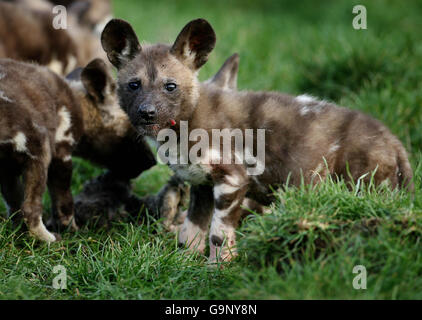 Photo. An 8 week old wild dog puppy during feeding time at the Port Lympne Wild Animal Park near Hythe in Kent. Stock Photo