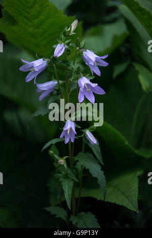 Campanula trachelium (bats in the belfry) a wildflower with pale blue bell shaped flowers. Stock Photo