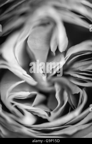 Abstract image of a rose bloom in close up with tightly packed petals. Converted to black and white. Stock Photo
