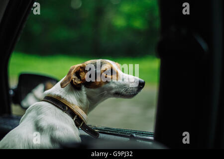 the dog rides in the car Stock Photo
