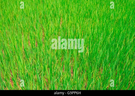 Green rice field in Vietnam, Southeast Asia Stock Photo