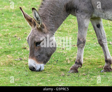 Close-up head and neck shot of a grey donkey with a white muzzle grazing on green grass
