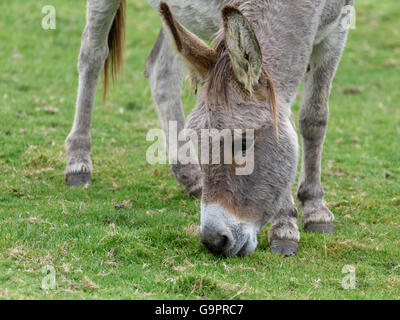 Close-up head and neck shot of a grey donkey with a white muzzle grazing on green grass