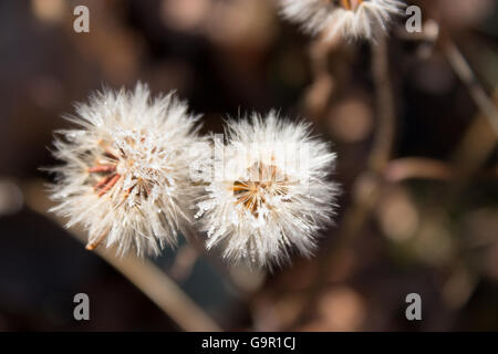 two dandelion with frozen water drops on them Stock Photo