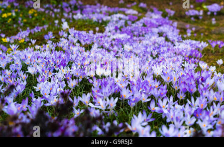 crocuses covered in clearing purple flowers Stock Photo