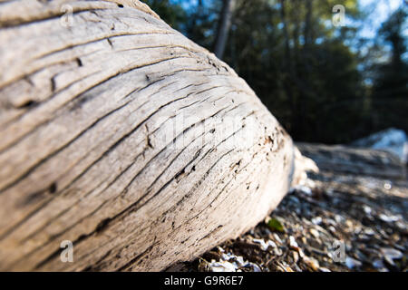 Driftwood Stock Photo