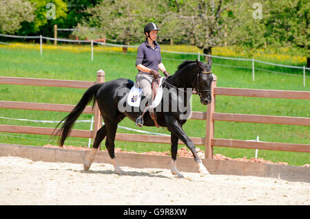 Rider with Akhal Teke, stallion / riding helmet Stock Photo