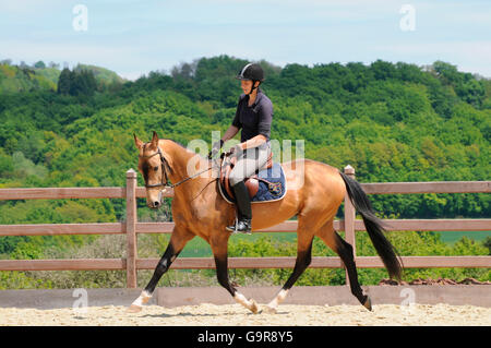 Rider with Akhal Teke, stallion / dun, riding arena, side Stock Photo