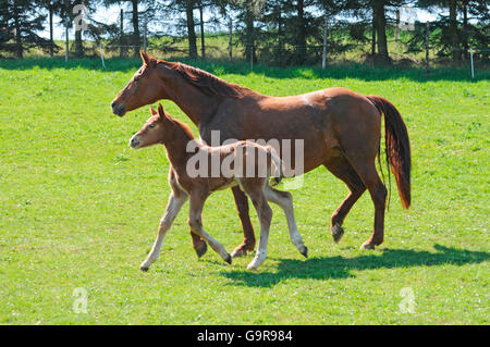 German Warmblood Horses, mare and foal / side Stock Photo