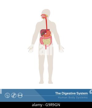 The human digestive system medical illustration with internal organs Stock Vector