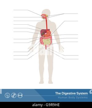 The human digestive system medical illustration with internal organs Stock Vector
