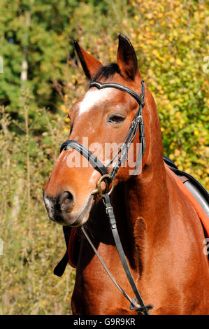 Old horse, Trakehner, 32 years old, gelding / German Warmblood Horse, tack Stock Photo
