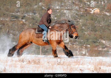 Trail riding, man riding Draft Horse / rider, Draught Horse, side Stock Photo