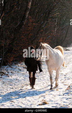 Woman leading Arabian Horse, gelding Stock Photo