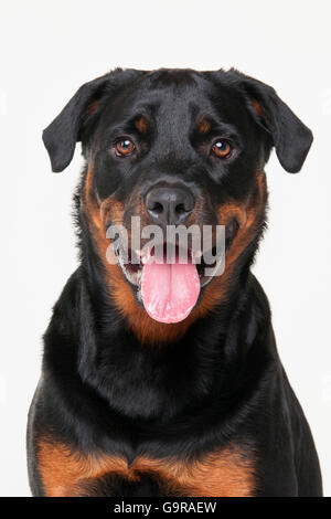 Rottweiler, male, 1 year Rottweiler, Ruede, 1 Jahr Stock Photo