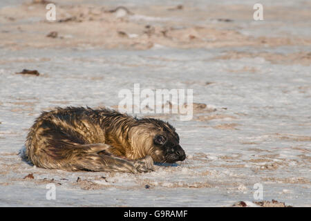 Grey Seal, newborn pup, Dune of Heligoland, Schleswig-Holstein, Germany/ (Halichoerus grypus) / Helgoland Stock Photo