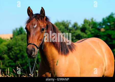 Quarter Horse, Yearling Stock Photo