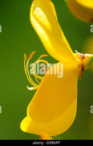 Gorse Blossom / (Cytisus scoparius, Sarothmnus scoparius)