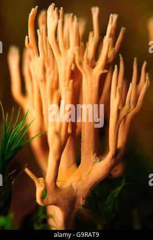 Strict-branch coral Stock Photo