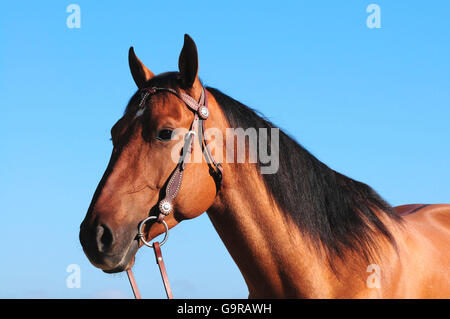 American Quarter Horse, gelding, dun Stock Photo