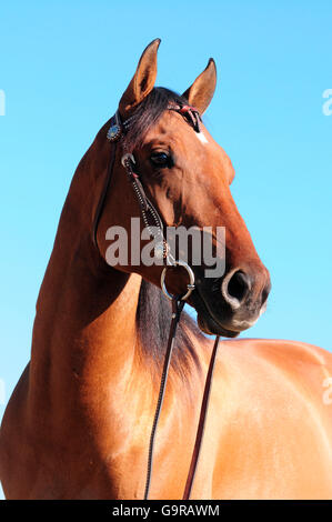 American Quarter Horse, gelding, dun Stock Photo