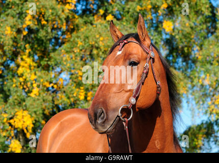 American Quarter Horse, gelding, dun Stock Photo