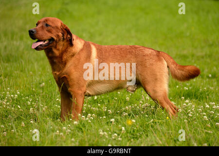 Labrador Retriever, yellow, male dog, adult / fox red Stock Photo