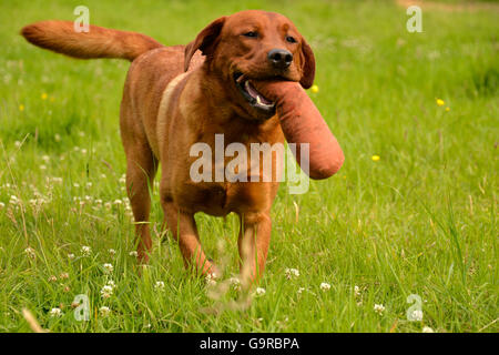 Labrador Retriever retrieving dummy, yellow, male dog, adult / fox red Stock Photo