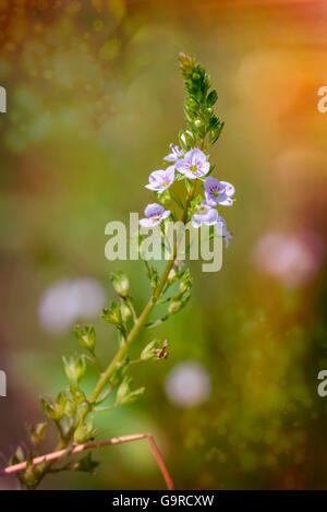 A pink Veronica anagallis-aquatica flower, also called water speedwell, or blue water-speedwell under the warm summer sun Stock Photo